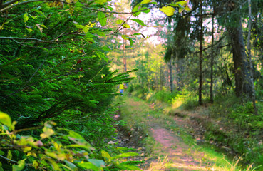 Forest landscape at dawn or at sunset of the day. An old forest road. The concept of peace and tranquility, the concept of environmental protection. Let's preserve nature for posterity.Selective focus