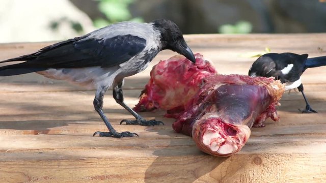 raven  eat meat