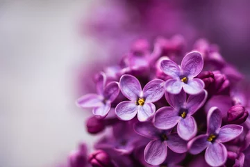 Poster Close-up van een violet paarse lila bloemen in de lente © WhiteShip Design