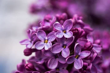 Fototapeten Closeup of a violet purple lilac flowers in the spring © WhiteShip Design
