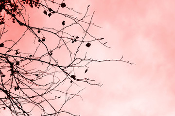 Sakura branches. Beautiful pink leaves of the trees against the gray sky. Cloudy weather.