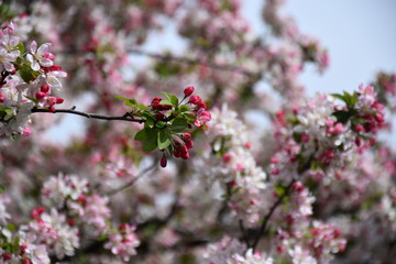 Pink white cherry blossom in full bloom. Cherry flowers in small clusters on a cherry tree branch. Sakura Japanese cherry blossoms in the botanic garden.