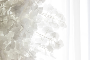 White leaves against a white curtain background mid