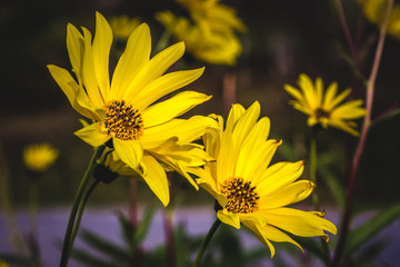 Yellow Flowers in the garden