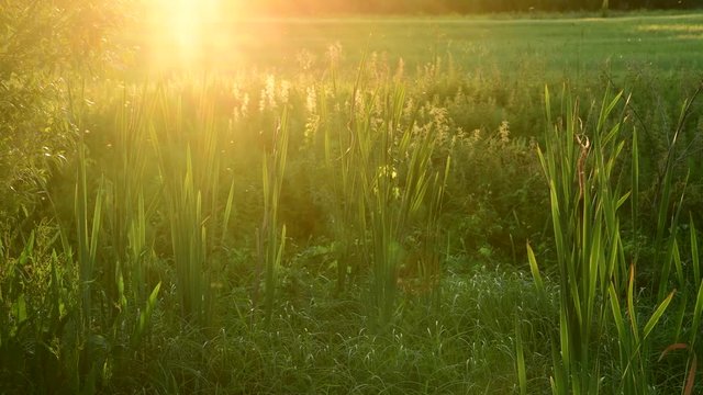 swamp overgrown Typha angustifolia at sunset