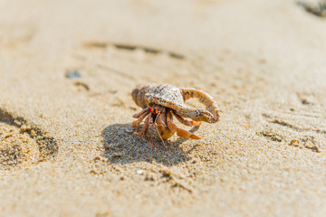 hermit crab