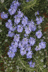Rosmarin (Rosmarinus officinalis) Blüten
