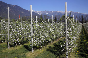  Apfelbaum Blüte im Frühling, Südtirol, Italien, Europa