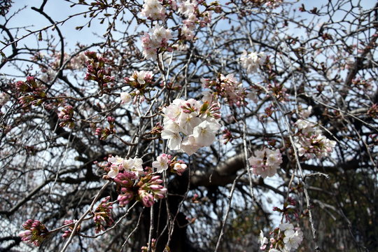 Pink white cherry blossom in full bloom. Cherry flowers in small clusters on a cherry tree branch. Sakura Japanese cherry blossoms in the botanic garden.