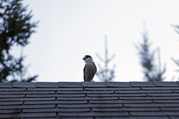 Mésangeai du Canada