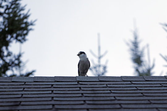 M&eacute;sangeai du Canada