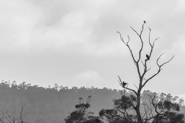 Eagles in dead tree