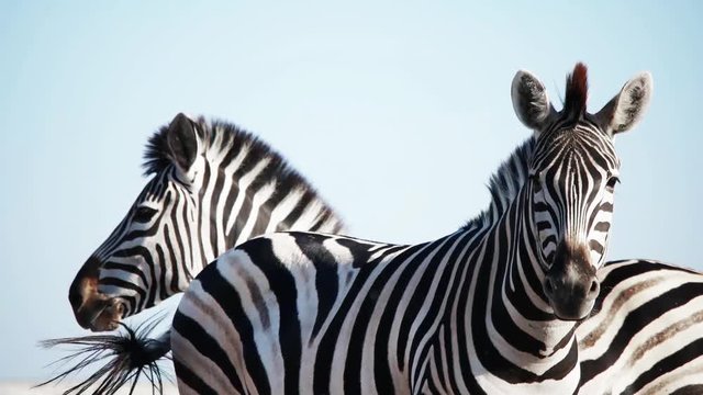 herd of zebras in the background of the sky