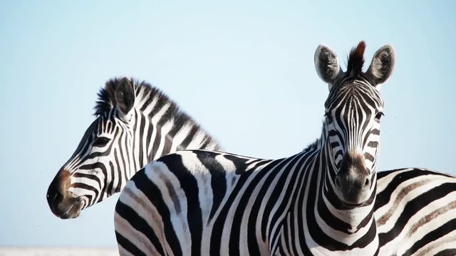 herd of zebras on against the sky