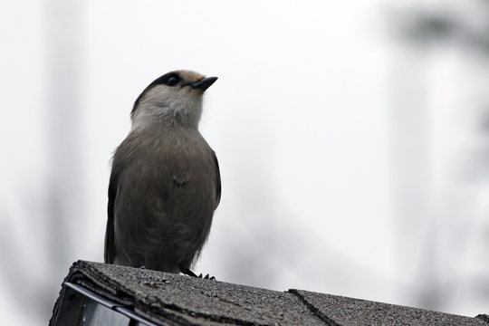 M&eacute;sangeai du Canada