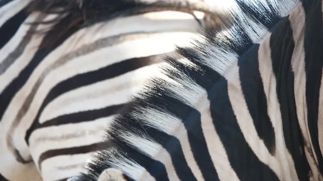 zebra close up