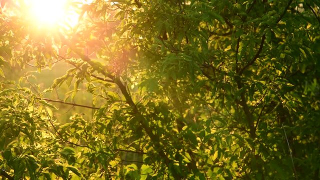Acer negundo - maple in rays of setting sun