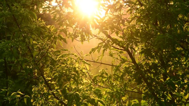 Acer negundo - maple in rays of setting sun