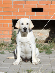 a yellow labrador in the park