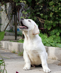 sweet yellow labrador in the park