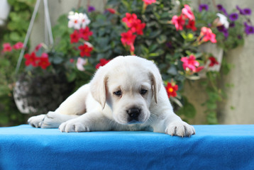 little labrador puppy on a blue background