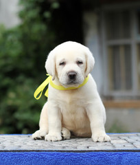 a labrador puppy on a blue background