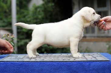 labrador puppy on a blue background