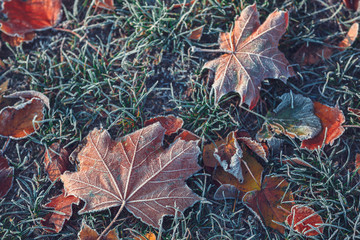 Autumn leaves and grass with hoarfrost