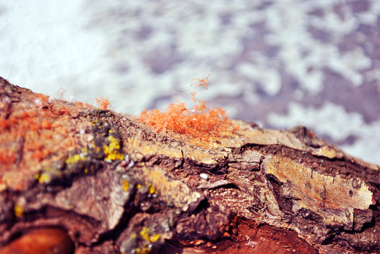 Red fungus (mold) on tree bark, organic texture close up macro detail, soft blurry horizontal background