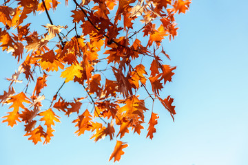 Autumn Oak leaves against a blue sky.