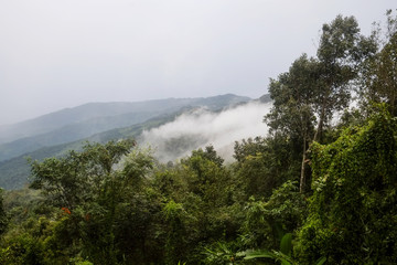 A view of mountain layer and cloudy morning with fog spread over the tropical rain forest in a national park, Nan province, Thailand.