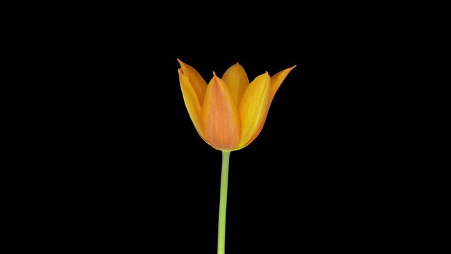 3X6 Images – Browse 39 Stock Photos, Vectors, and Video | Adobe Stock