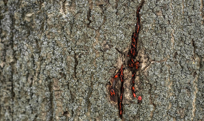 Pyrrhocoris apterus or Bedbugs-soldiers on a tree, red-black beetles.  Animals wildlife