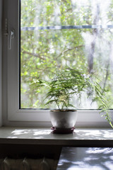 The flower in the pot stands on the windowsill of a closed PVC window with a mosquito net, on a blurred background a tree with green leaves in the morning sun.