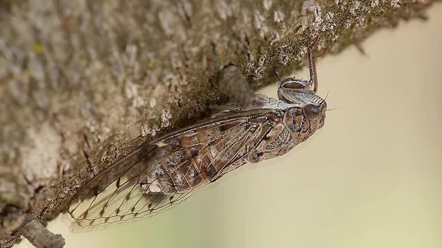 Cicada on an almond tree trunk in the month of August in the province of Alicante, Spain