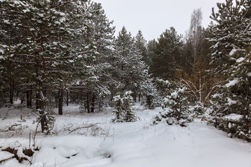 Winter pine forest under white snow. Landscape