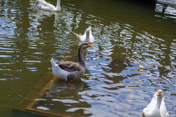 Patos pato ganso