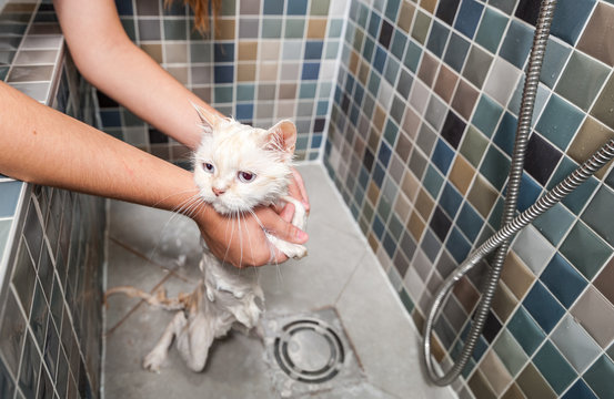 Bathing Of The Beautiful White Persian Cat In The Bathtub In The Pet Spa