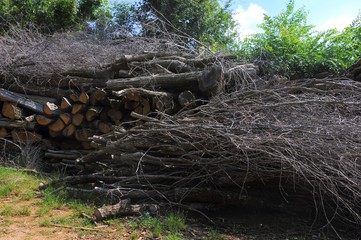 Pile of tree branches cut in natural environment.