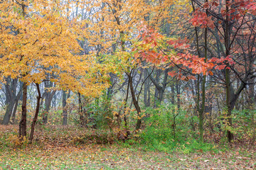 Old city park in autumn. Forest. Fog. Landscape