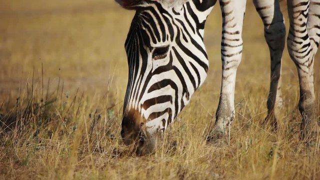 lovely zebra eating grass
