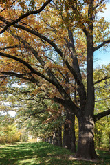 Obraz premium Old city park in autumn. Forest. Fog. Landscape