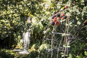 Moras Silvestres y cascada © Jorge