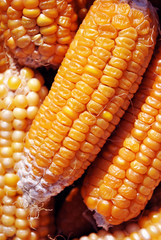 Yellow ripe corn, close up organic macro texture background, top view