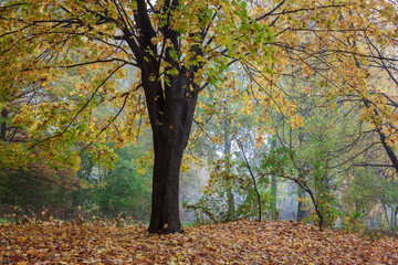Naklejka premium Autumn forest. Fog. Rain. Dampness. Landscape. Path