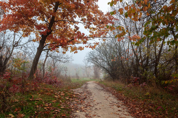Obraz premium Autumn forest. Fog. Rain. Dampness. Landscape. Path