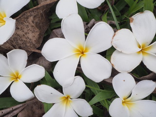 Fresh flowers of Rachawadee in Thailand.