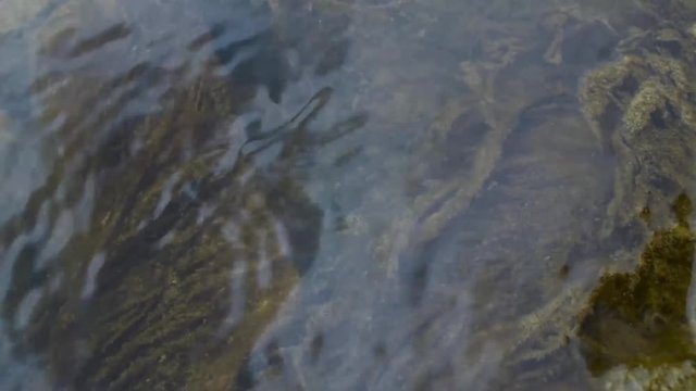 Algae in clean water