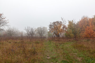 Autumn forest. Fog. Rain. Dampness. Landscape. Path