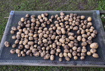 Kartogffeln aus dem eigenen Garten